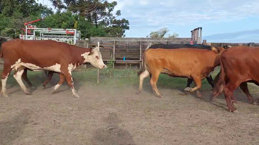 Lote 65 Vacas nuevas C/ gtia de preñez