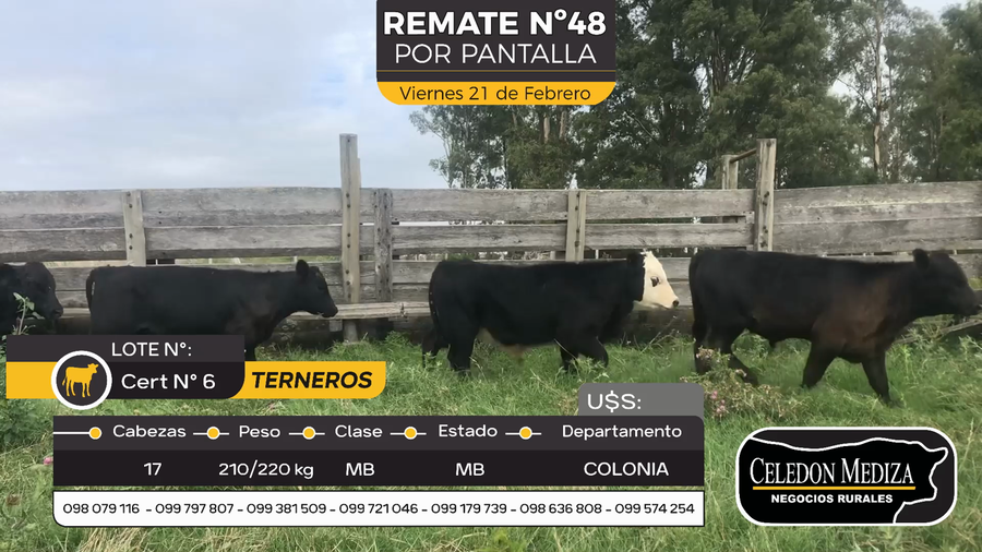 Lote 17 Terneros en Riachuelo, Colonia