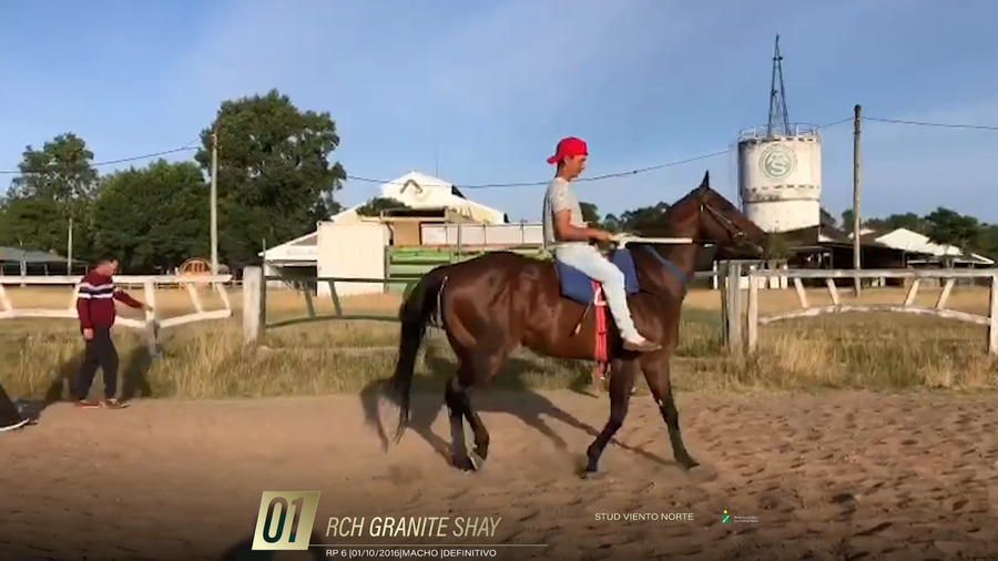 Lote Yeguarizos a remate en 6° Remate Especial de Velocidad, Montevideo