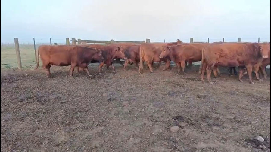 Lote 17 VACAS NUEVAS Y MEDIO USO PREÑADAS