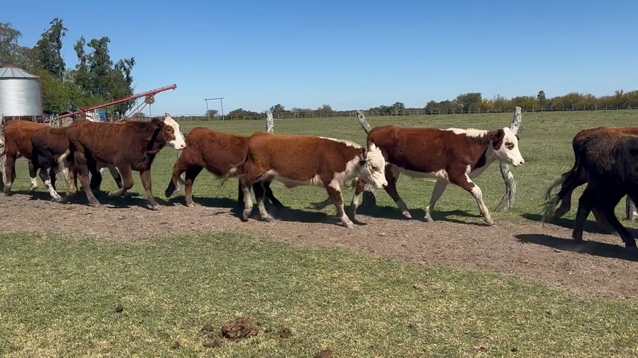 Lote 65 Novillitos