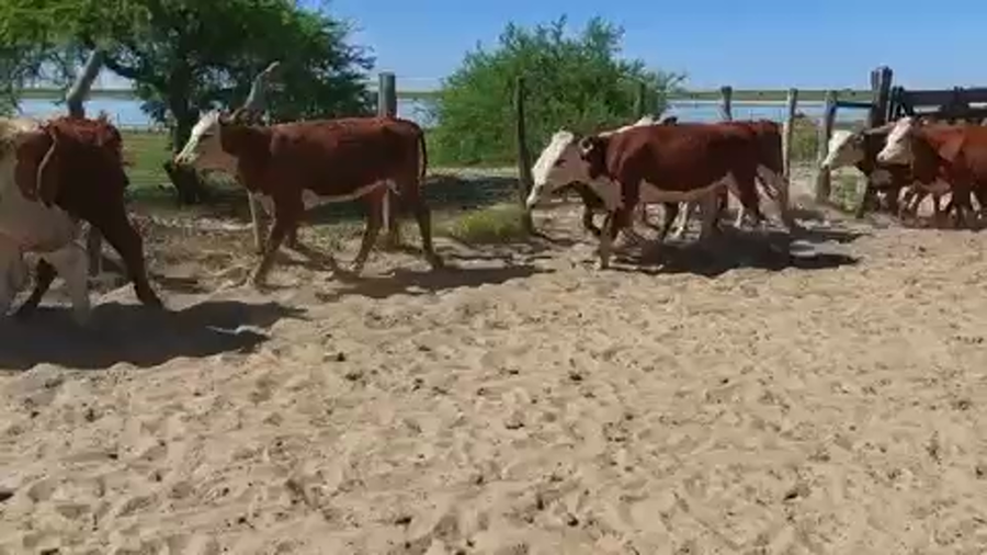 Lote 55 Vaquillonas en Esquina, Corrientes