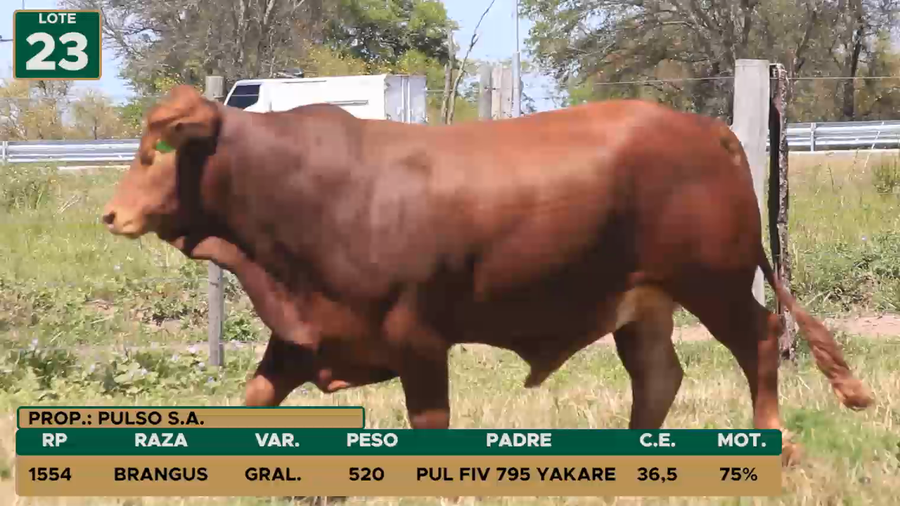 Lote TOROS LOTE 23