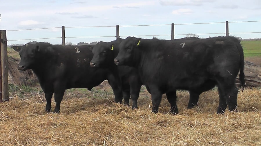 Lote TOROS PUROS POR CRUZA