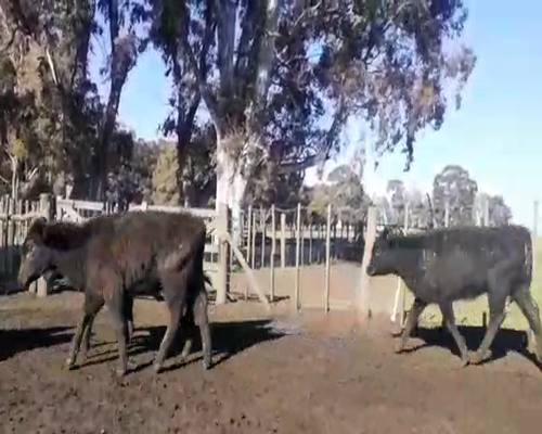 Lote 250 TERNERAS ANGUS DEFINIDAS DE 150 KG, EN BENITO JUAREZ, PBA.-