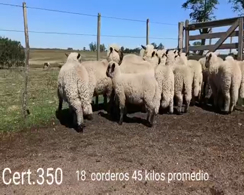 Lote CORDEROS CARA MORA