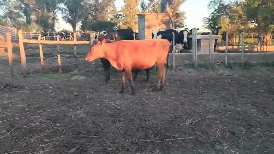 Lote 3 Vaquillonas  a remate en Pantalla Camy, San José