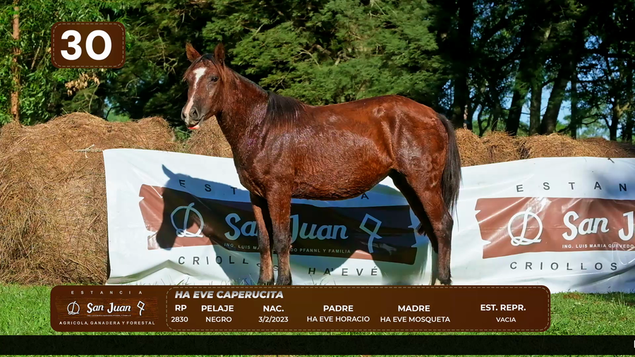 Lote LOTE 30