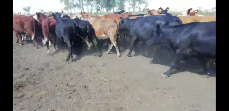 Lote 30 Vacas usadas preñadas en Villaguay, Entre Ríos