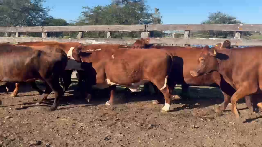 Lote 28 Vacas faena en Corrientes, Curuzú-Cuatiá