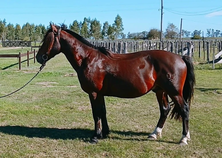 Lote KAKAN PRIMOGENITO