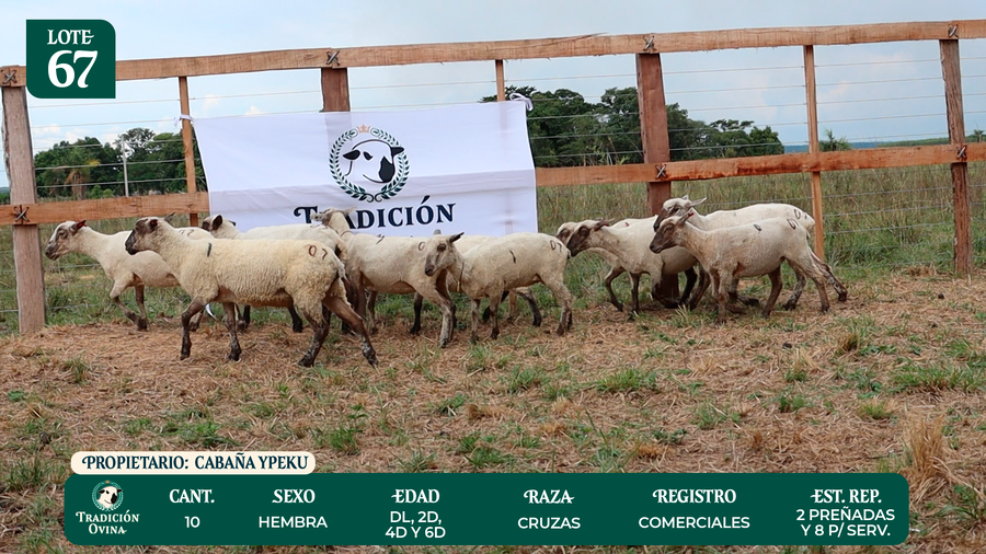 Lote LOTE 67 - POR PANTALLA