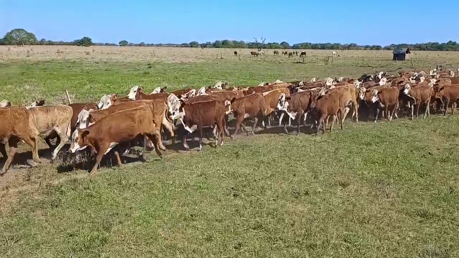 Lote 290 Terneras en Corrientes, Concepción