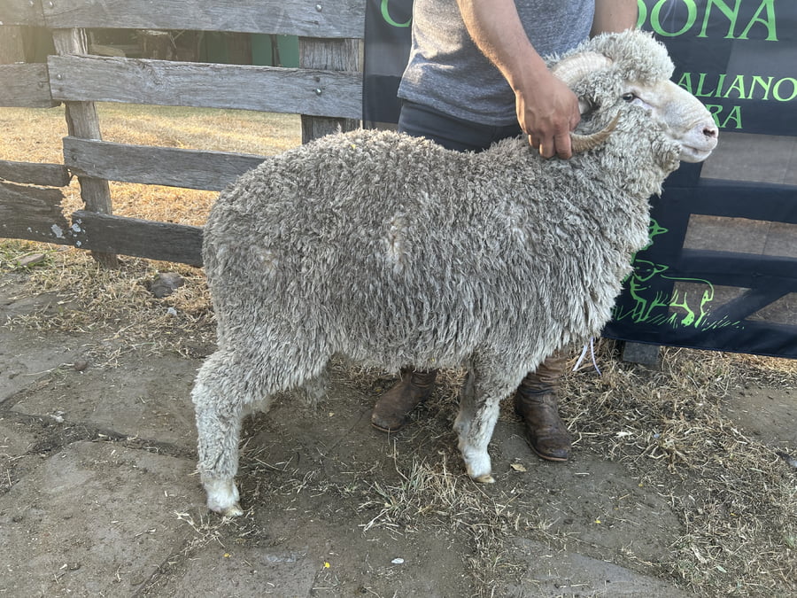 Lote Borrego 2D (MO: Si)