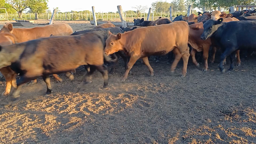 Lote 68 Terneras en Villaguay, Entre Ríos