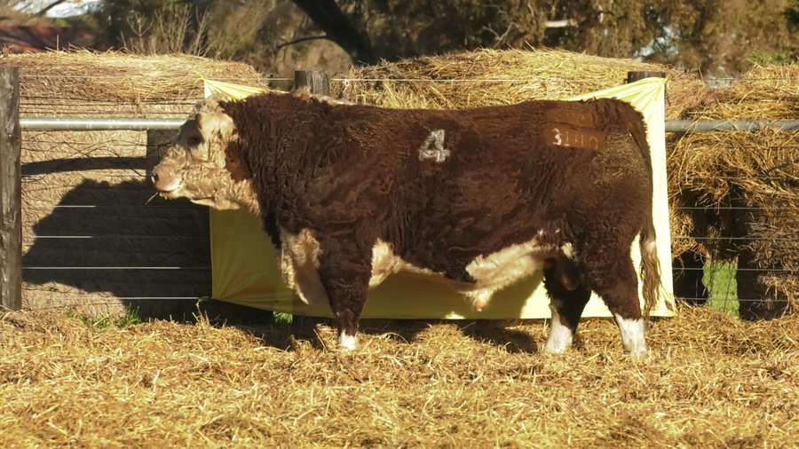 Lote TOROS P. HEREFORD PURO REGISTRADO