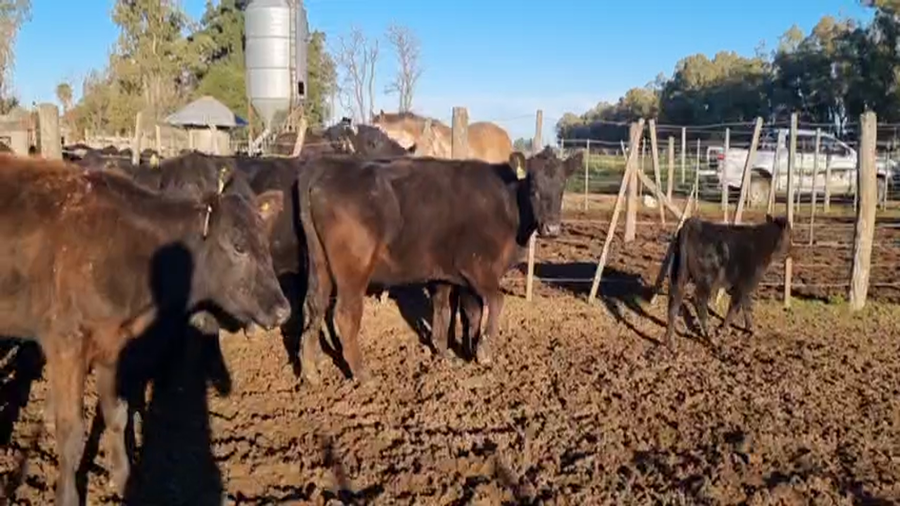 Lote 10 Vacas nuevas C/ cria en Monte, Buenos Aires