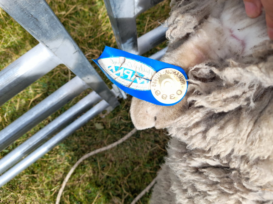 Lote Carnero TOP A, 17-0399