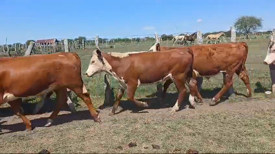 Lote 15 Terneros en Corrientes, Curuzú-Cuatiá