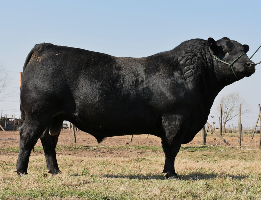 Lote TOROS PUROS DE PEDIGREE(NEGRO Y COLORADO)(Corral 2)
