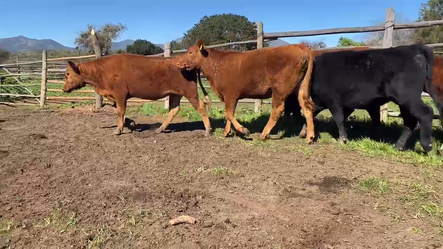 Lote 55 Vaquilla Engorda en Casablanca, V  Región Valparaíso
