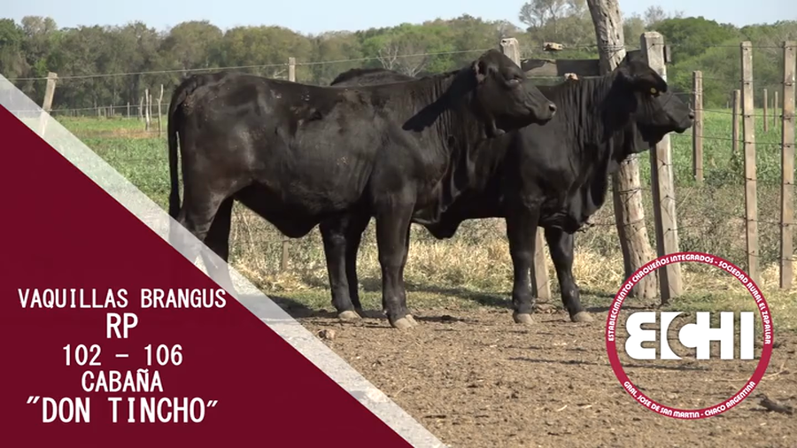 Lote VAQUILLAS P/SERV.  BRANGUS CABAÑA DON TINCHO