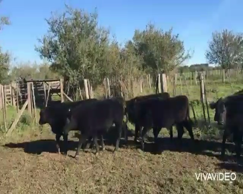 Lote 65 Terneros en Brandsen, Buenos Aires