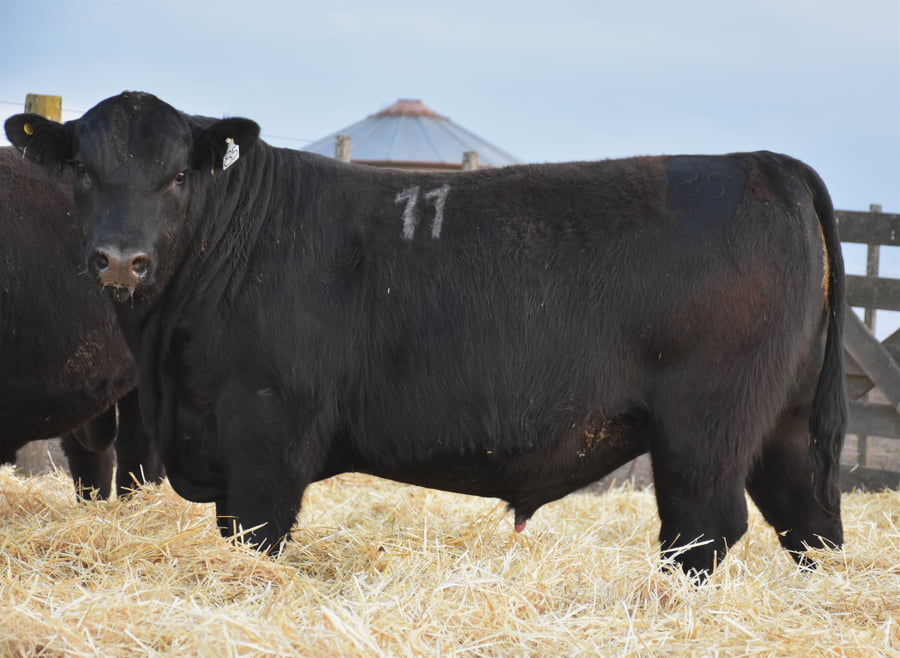 Lote TOROS PC