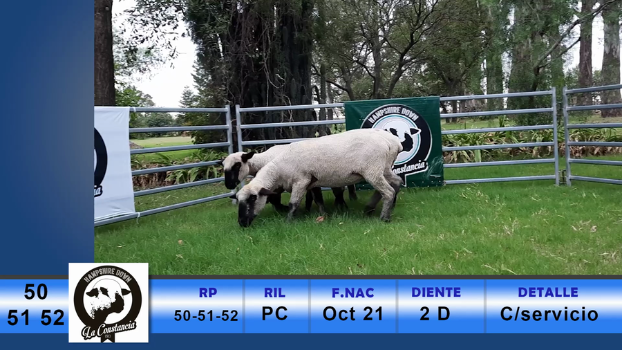 Lote RP 50, RP 51 Y RP 52