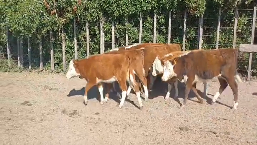 Lote (Vendido)7 Terneros y Terneras CRUZAS a remate en #47 Pantalla Carmelo 135kg -  en CUCHILLA DEL PERDIDO
