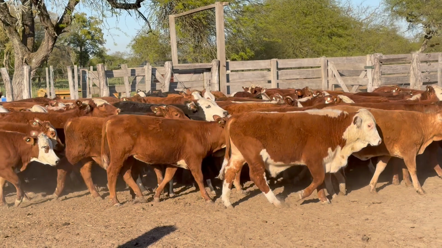 Lote 60 Terneros/as en Corrientes, Goya