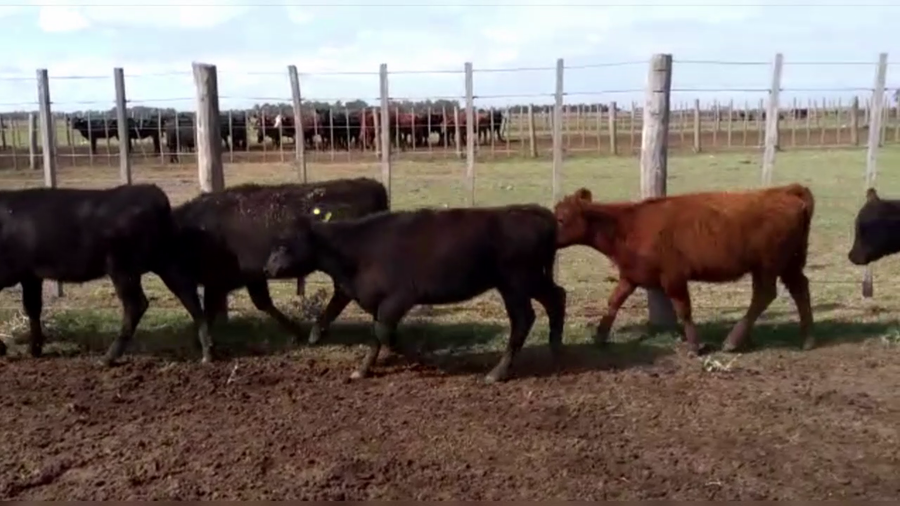 Lote 59 TERNS MACHOS Y HEMBRAS, LINCOLN, PCIA. DE BS. AS.