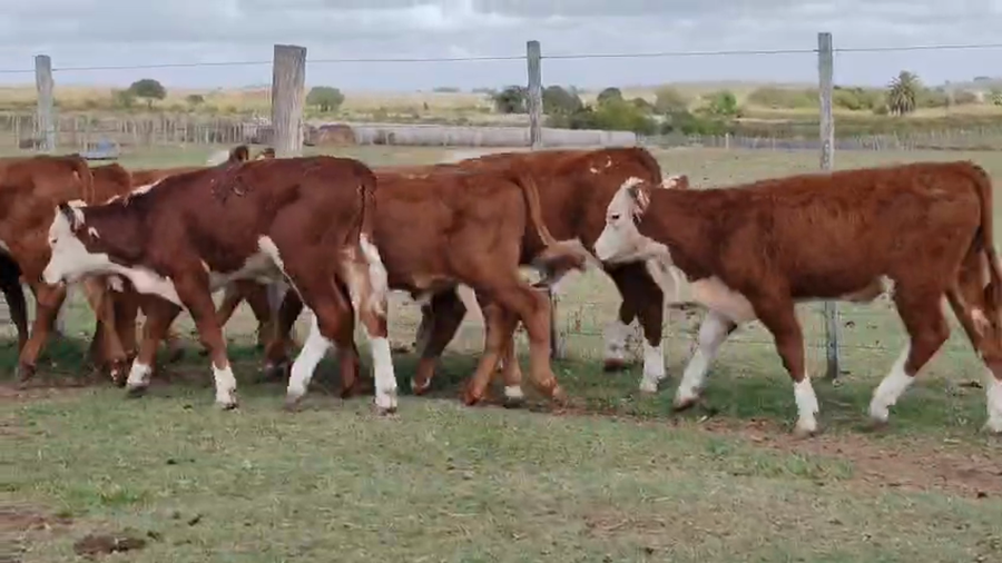 Lote 12 Terneros a remate en Pantalla Camy - Aniversario 31 Años, San José