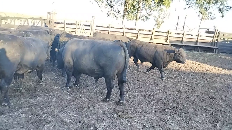 Lote 10 Toros en San José de Feliciano, Entre Ríos