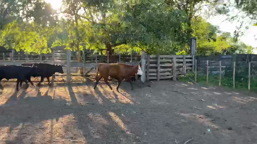 Lote 30 Terneros en Bolívar, Buenos Aires