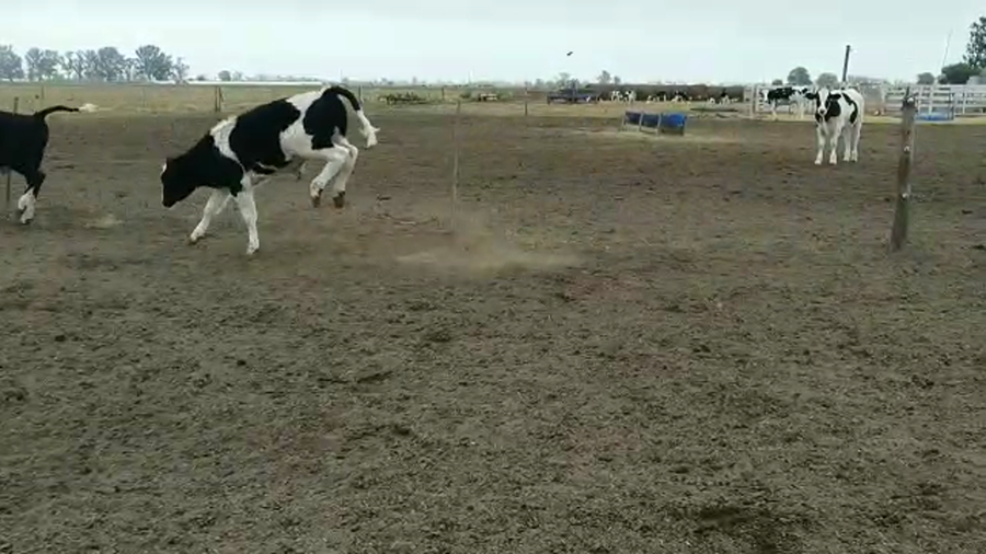 Lote 60 Terneros Holando Argentino en Morteros, Córdoba
