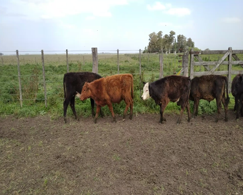 Lote Terneros/as en Rauch, Buenos Aires