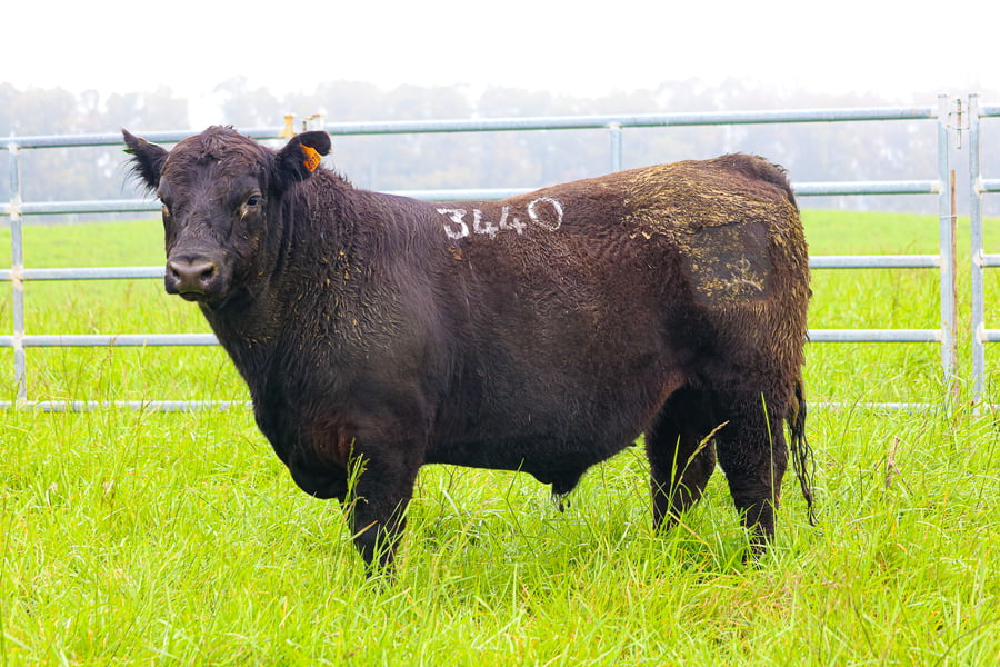 Lote ABERDEEN ANGUS SA - Angus NEGROS