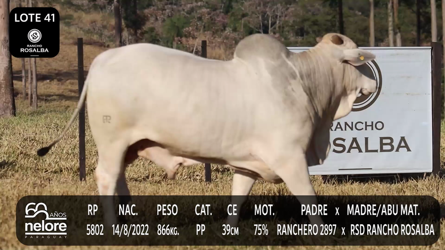 Lote LOTE 41