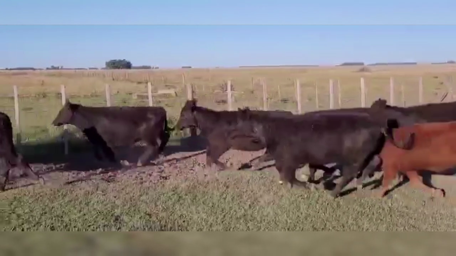 Lote 44 TERNS. MACHOS Y HEMBRAS, OLAVARRIA, PCIA. DE BS. AS.