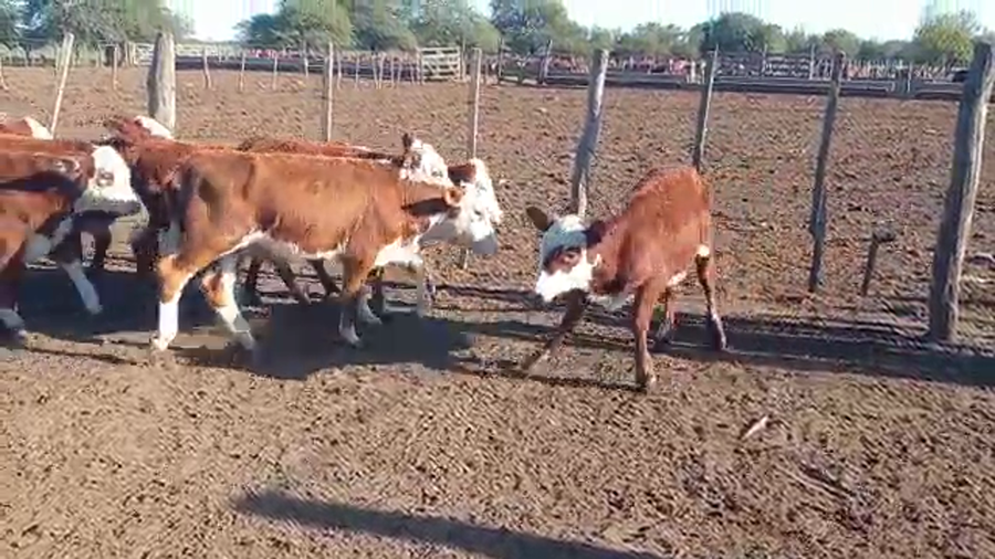 Lote 130 Terneras en La Paz, Entre Ríos