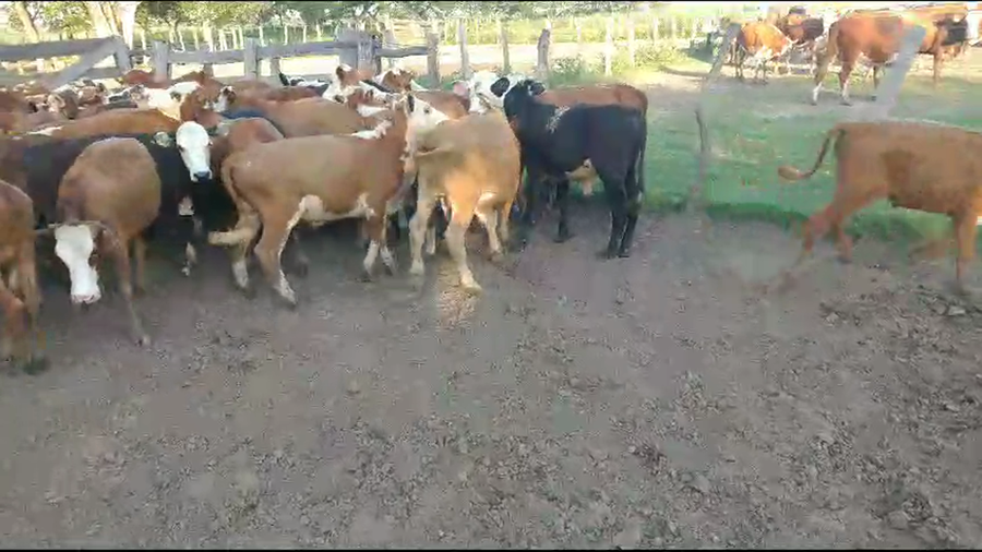 Lote 70 Terneros en Santa Lucía, Corrientes