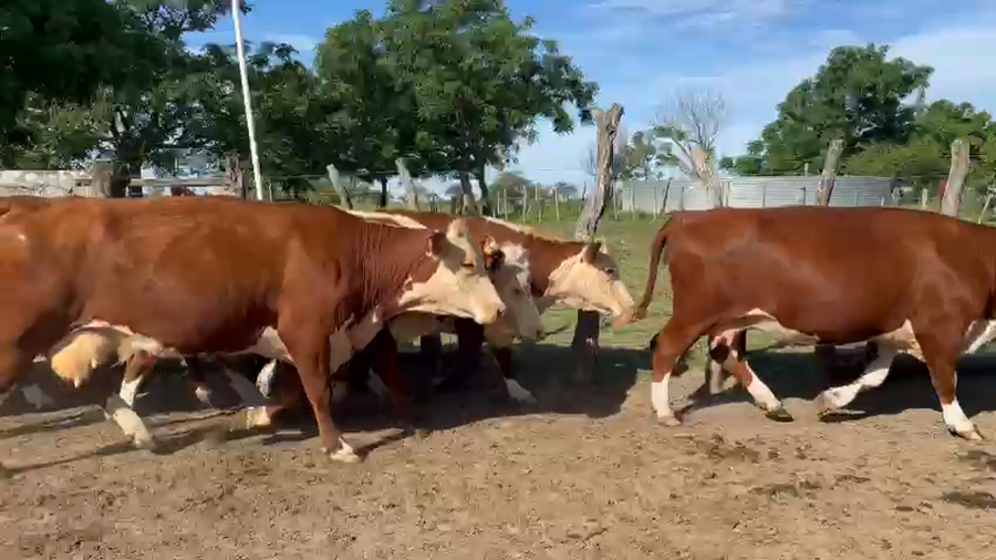 Lote 11 Vacas de invernar