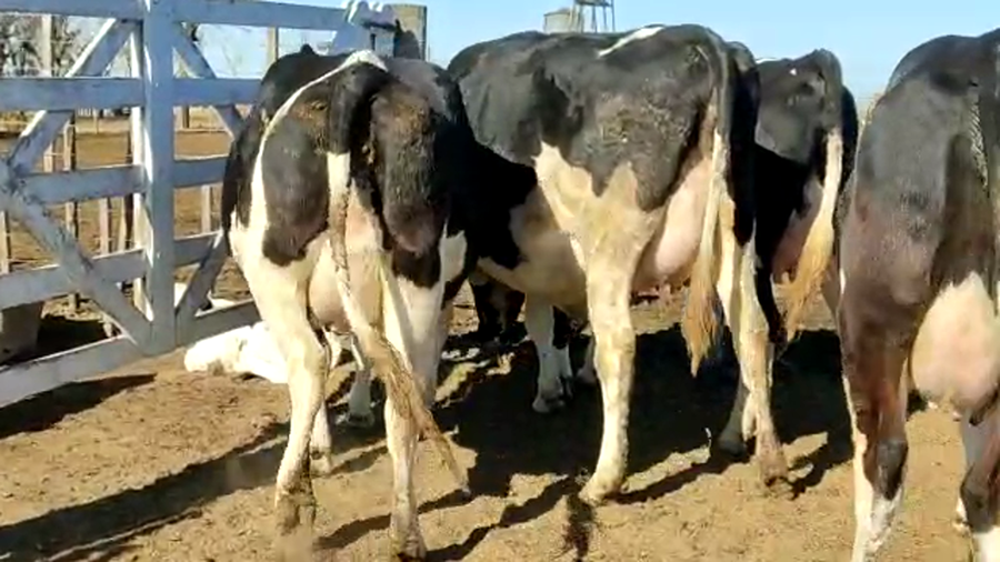 Lote Primoletti Raul - Vaquillonas Preñadas