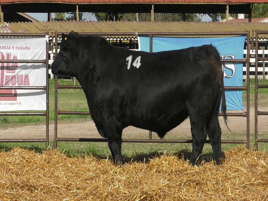Lote TOROS ANGUS NEGROS PC