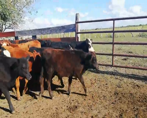 Lote 130 Terneros/as en Entre Ríos, Federal