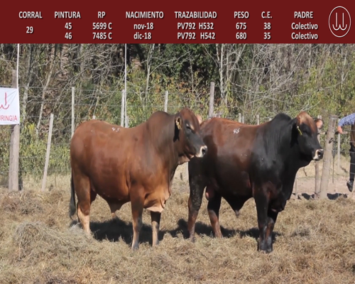 Lote TOROS BRANGUS DE CABAÑA LA TURINGIA