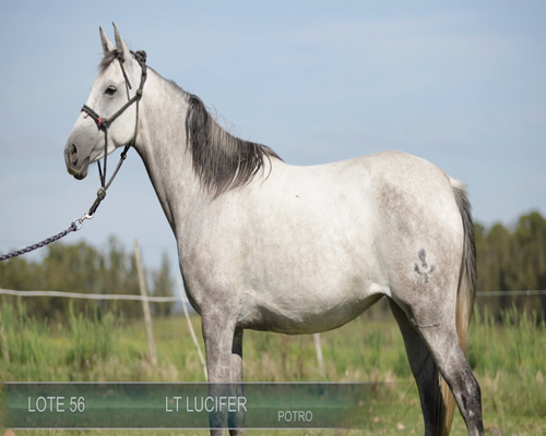 Lote LT LUCIFER
