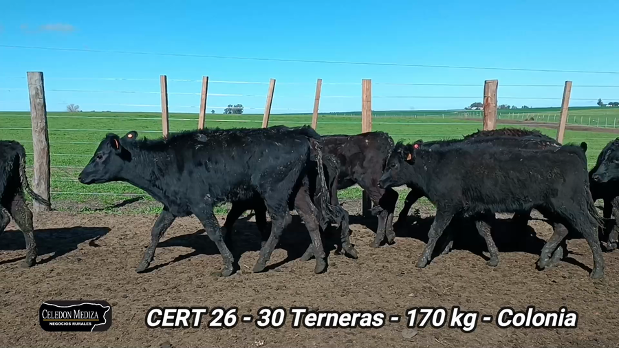 Lote 30 Terneras en La Horqueta, Colonia