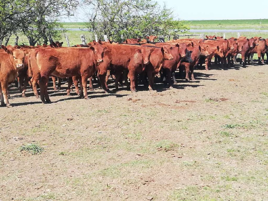Lote 60 Terneras en Entre Ríos, Federal
